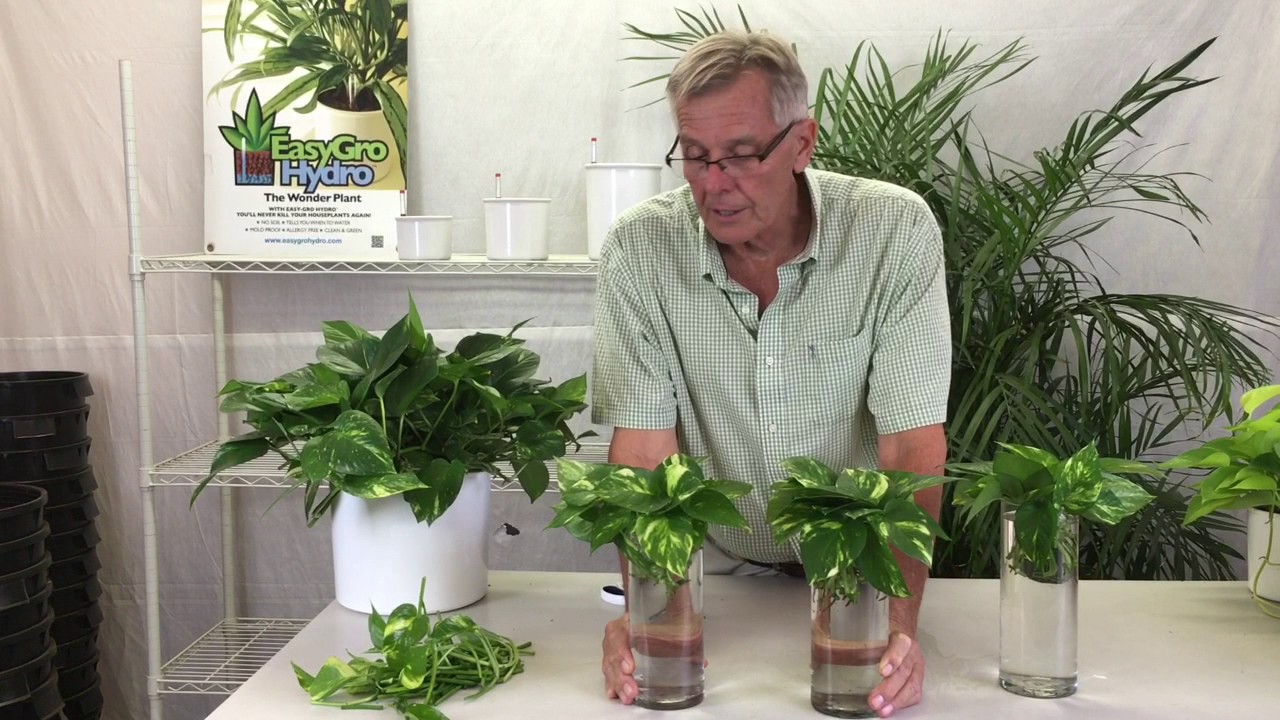 How to propagate a Pothos plant