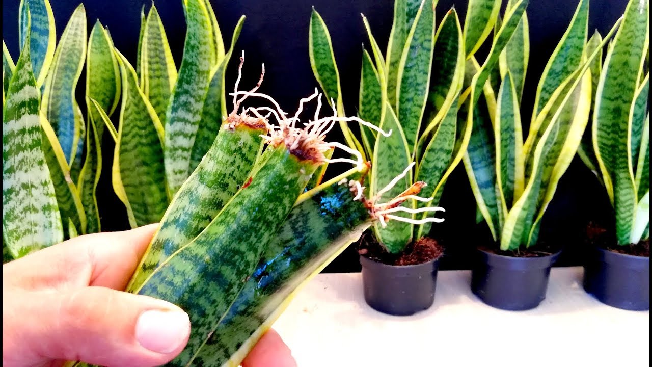 How to propagate a Snake plant