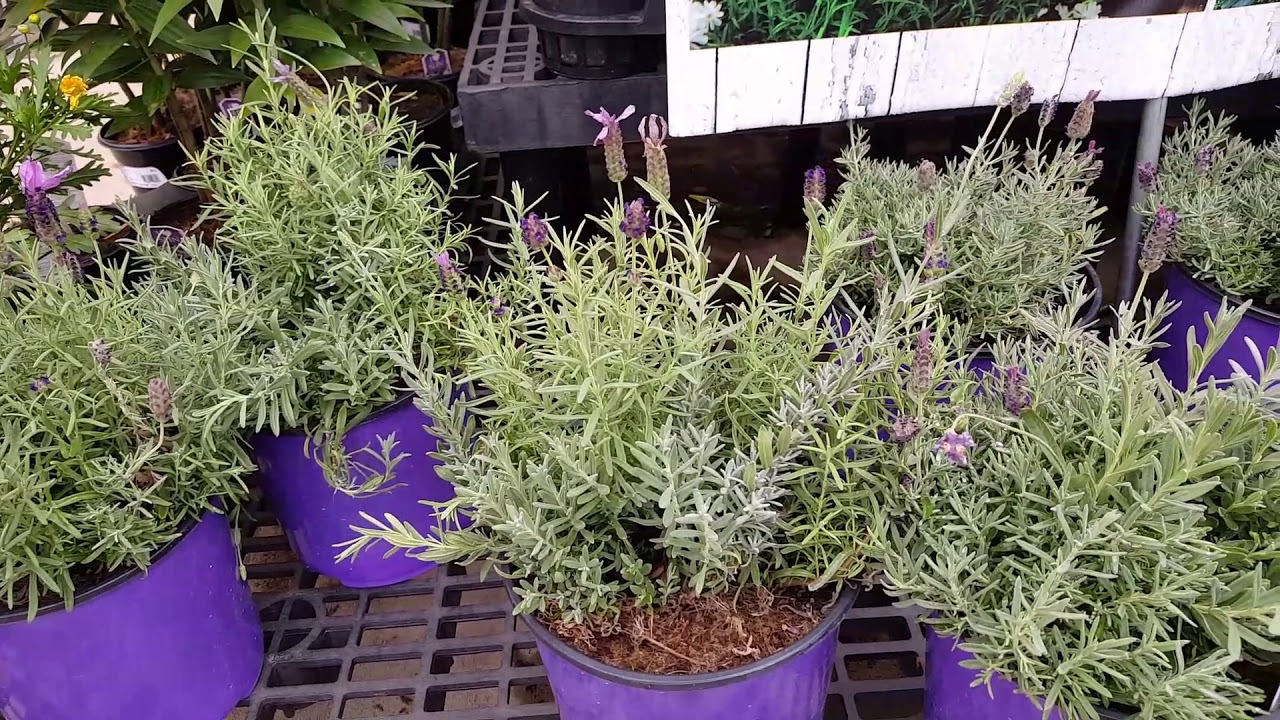 How to care for a Lavender plant