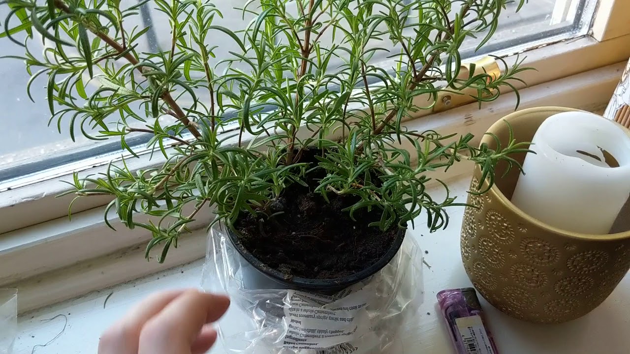 How to grow a Rosemary plant