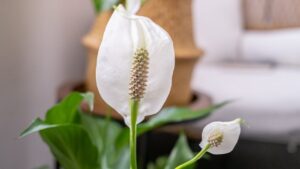 How to care for a Peace Lily plant